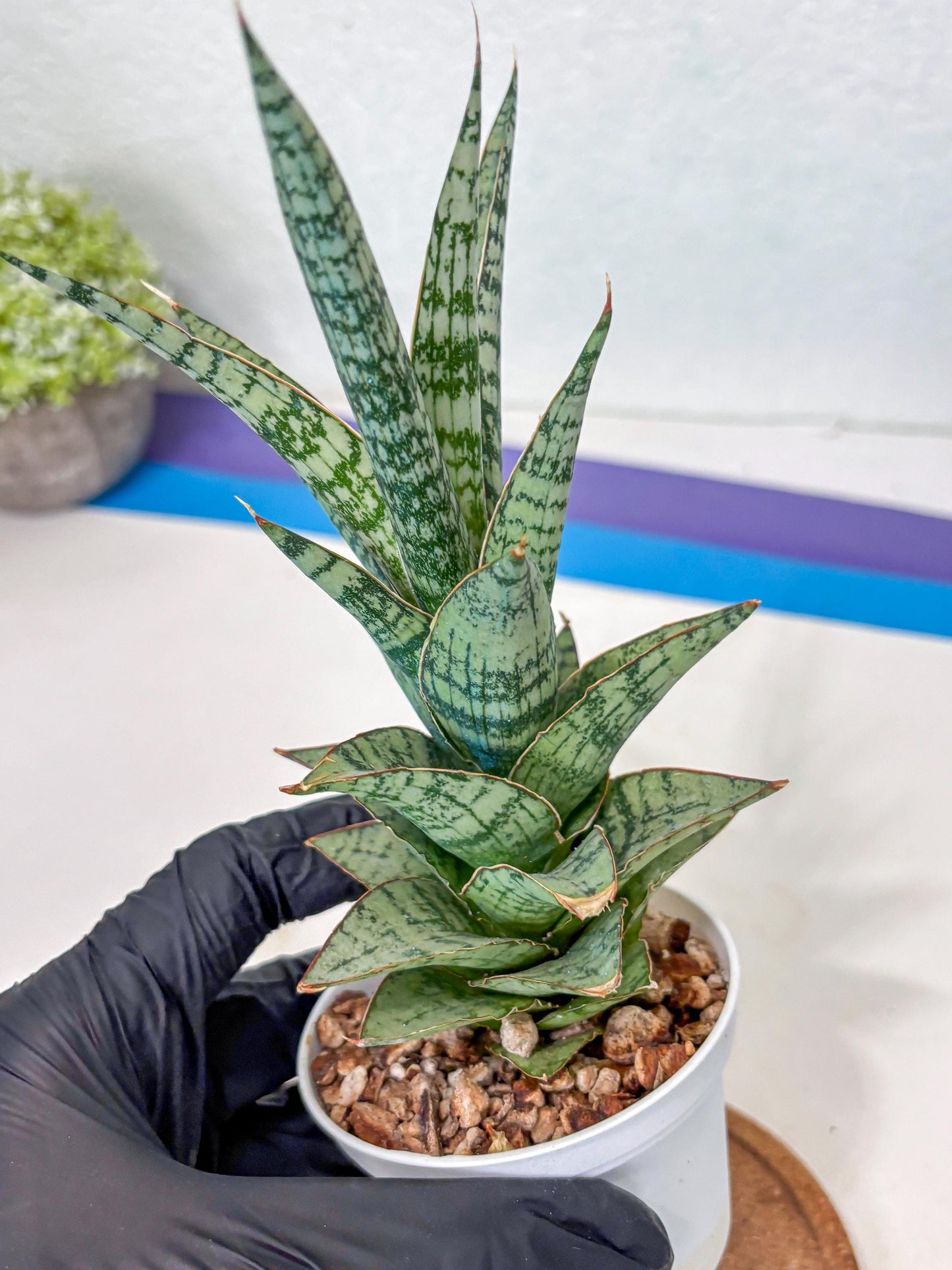 Sansevieria Riyad x spyder (Ha3) (8) | Rare Hybrid Species