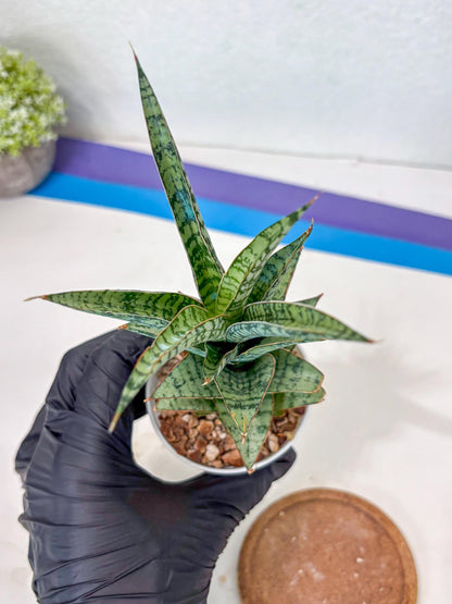 Sansevieria Riyad x spyder (Ha3) (8) | Rare Hybrid Species