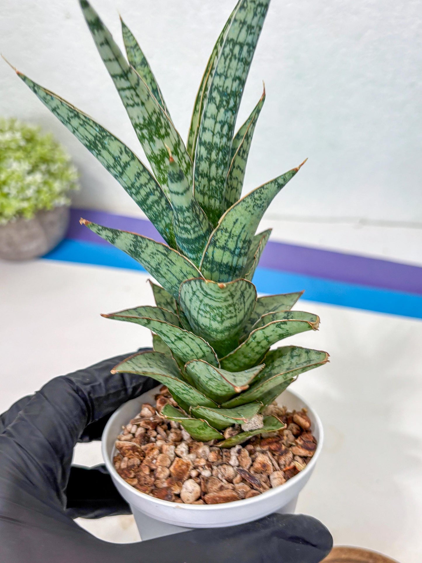 Sansevieria Riyad x spyder (Ha3) (8) | Rare Hybrid Species