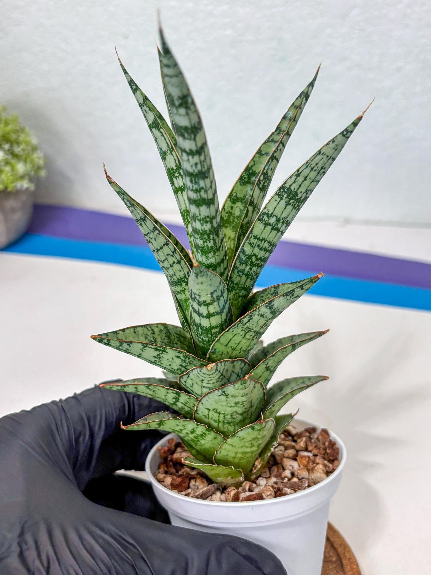 Sansevieria Riyad x spyder (Ha3) (8) | Rare Hybrid Species