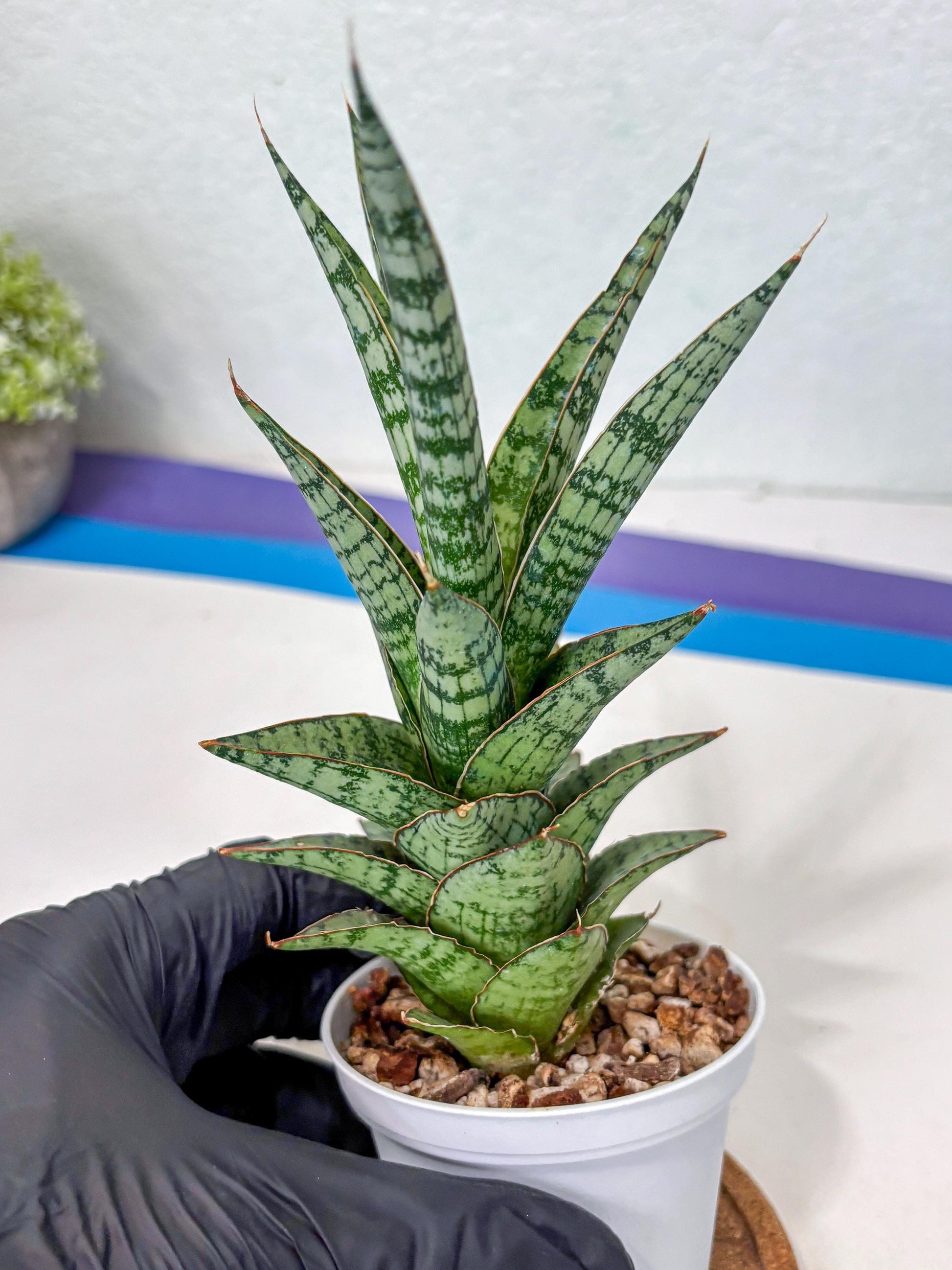 Sansevieria Riyad x spyder (Ha3) (8) | Rare Hybrid Species