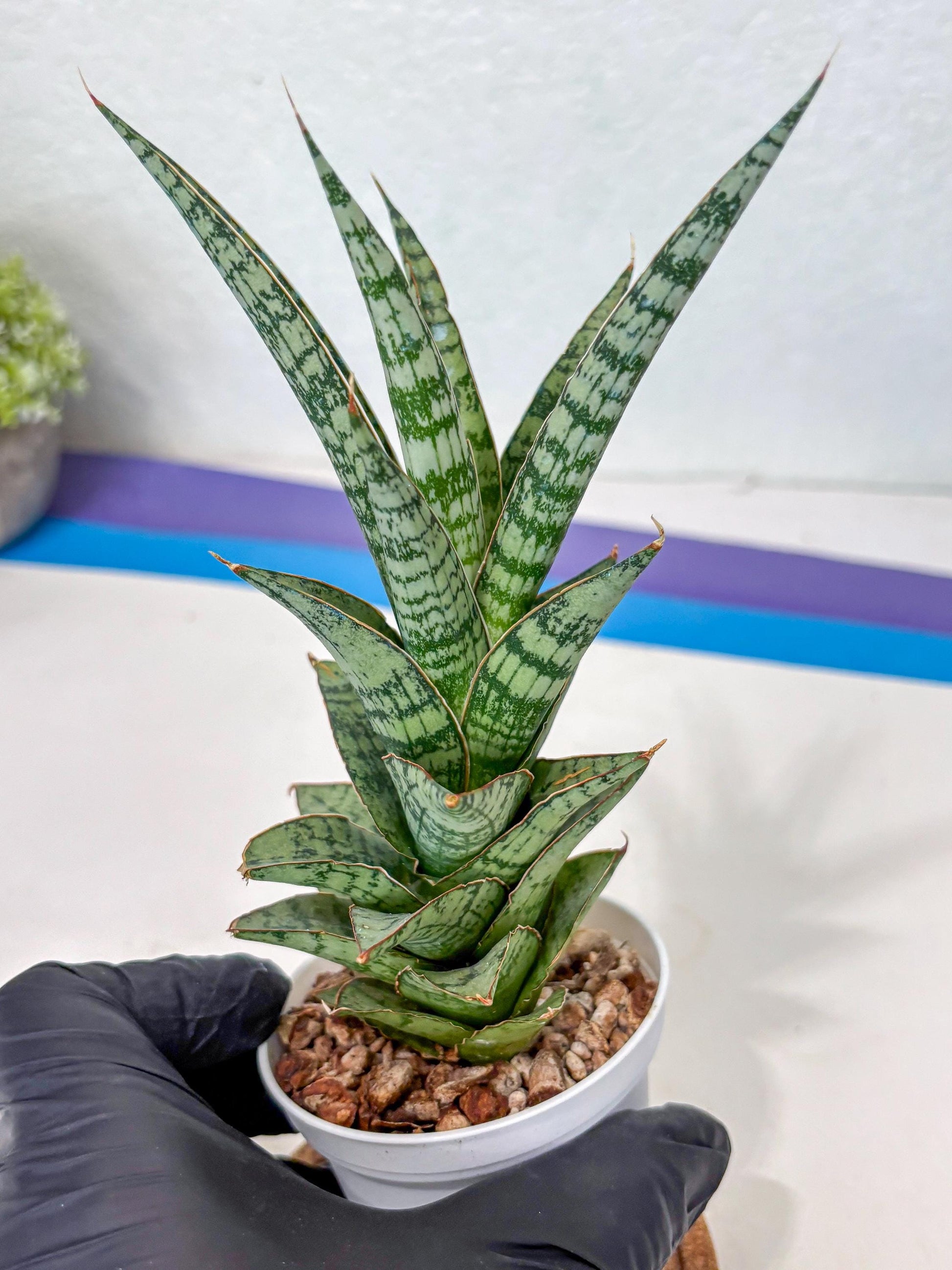 Sansevieria Riyad x spyder (Ha3) (8) | Rare Hybrid Species