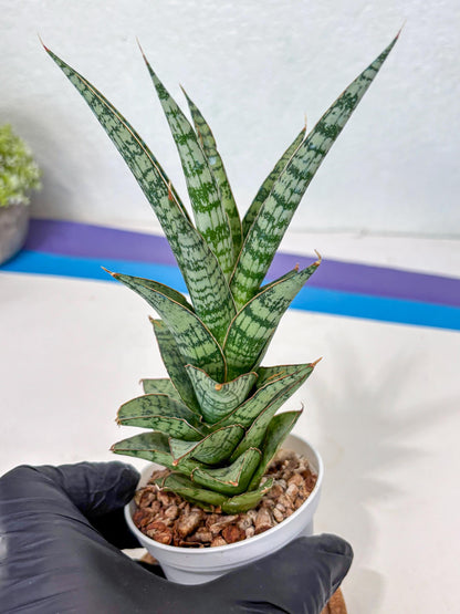 Sansevieria Riyad x spyder (Ha3) (8) | Rare Hybrid Species
