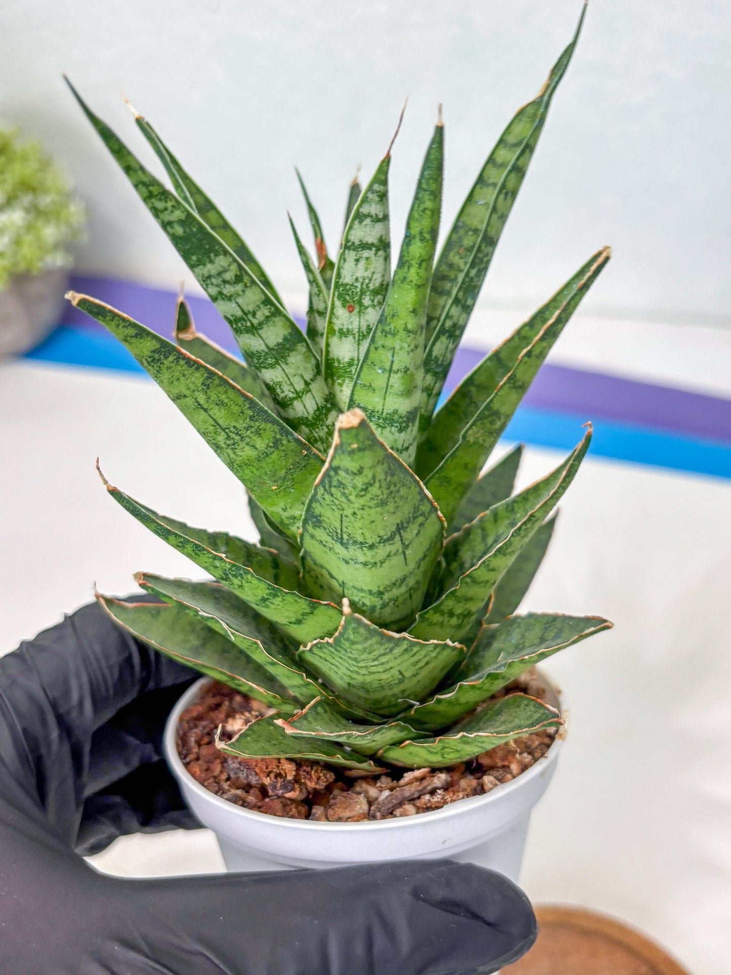 Sanseviera Sweet Celery (Ha3) (9) | Imported