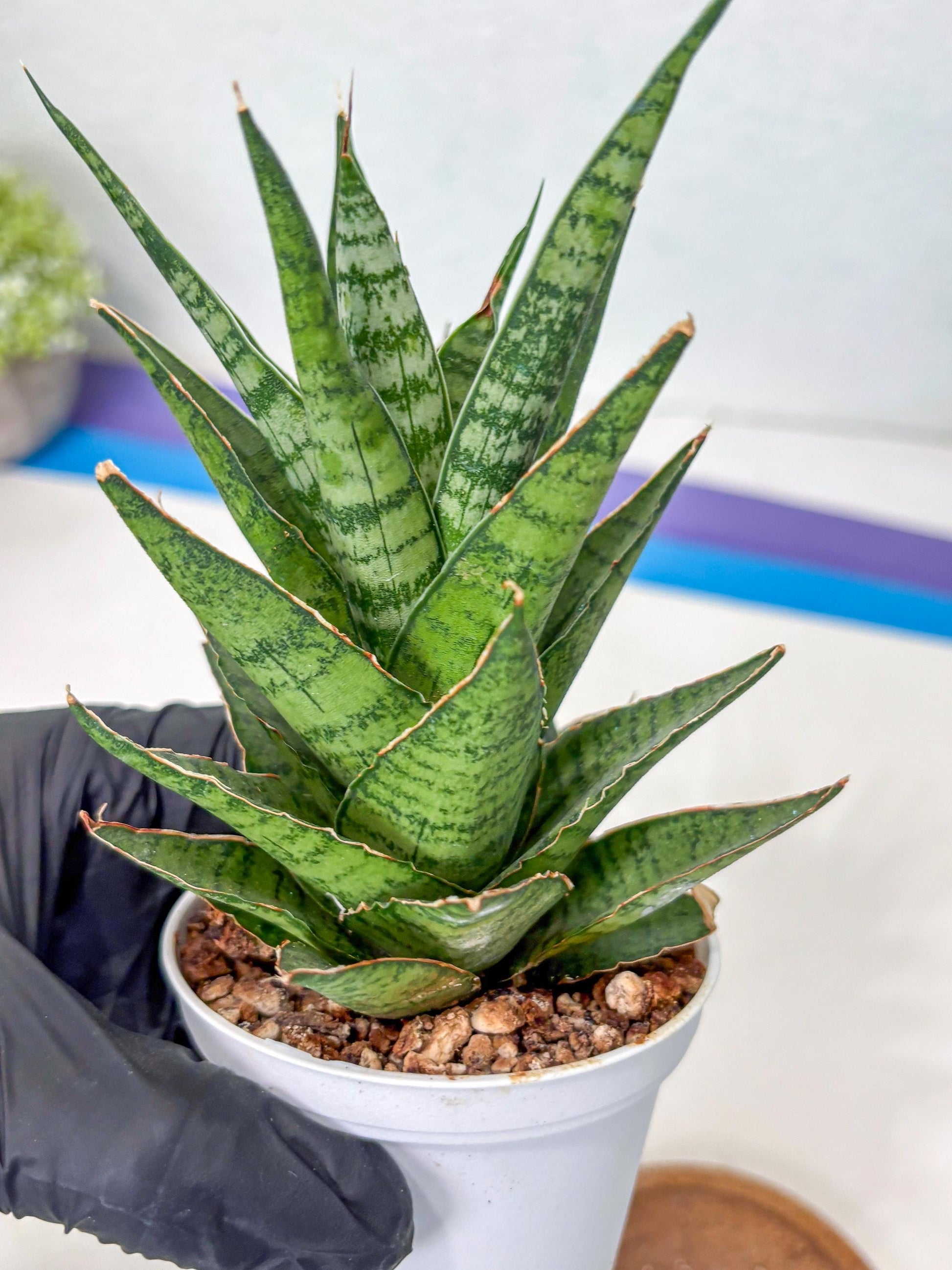 Sanseviera Sweet Celery (Ha3) (9) | Imported
