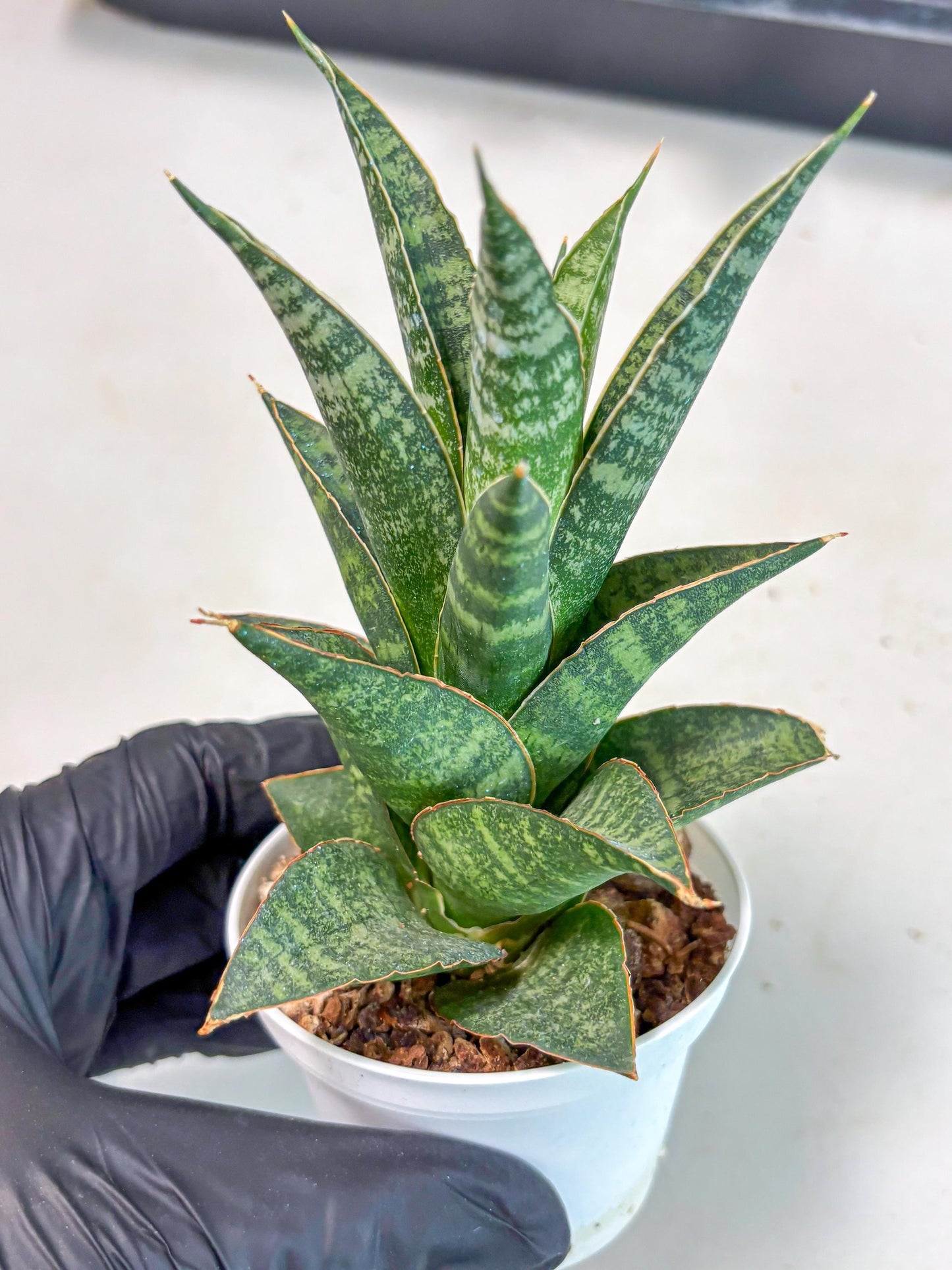 Sansevieria Personi x cordova x boncel (Ha3) (14) | Imported
