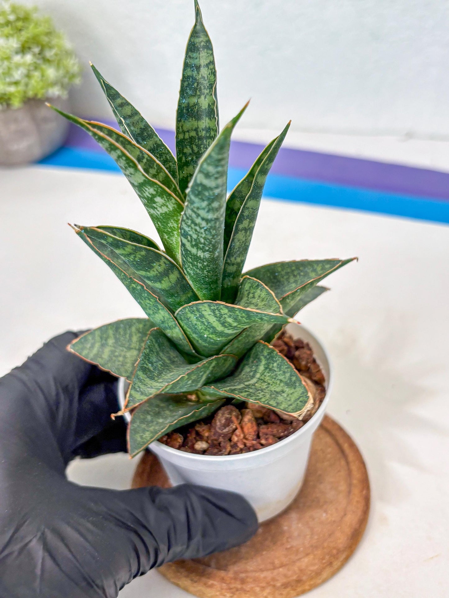 Sansevieria Personi x cordova x boncel (Ha3) (14) | Imported