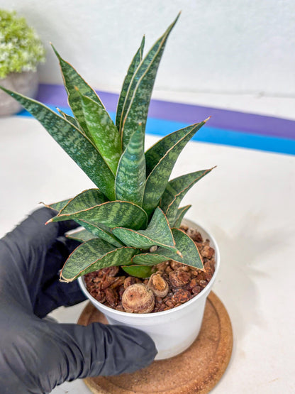 Sansevieria Personi x cordova x boncel (Ha3) (14) | Imported