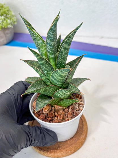 Sansevieria Personi x cordova x boncel (Ha3) (14) | Imported