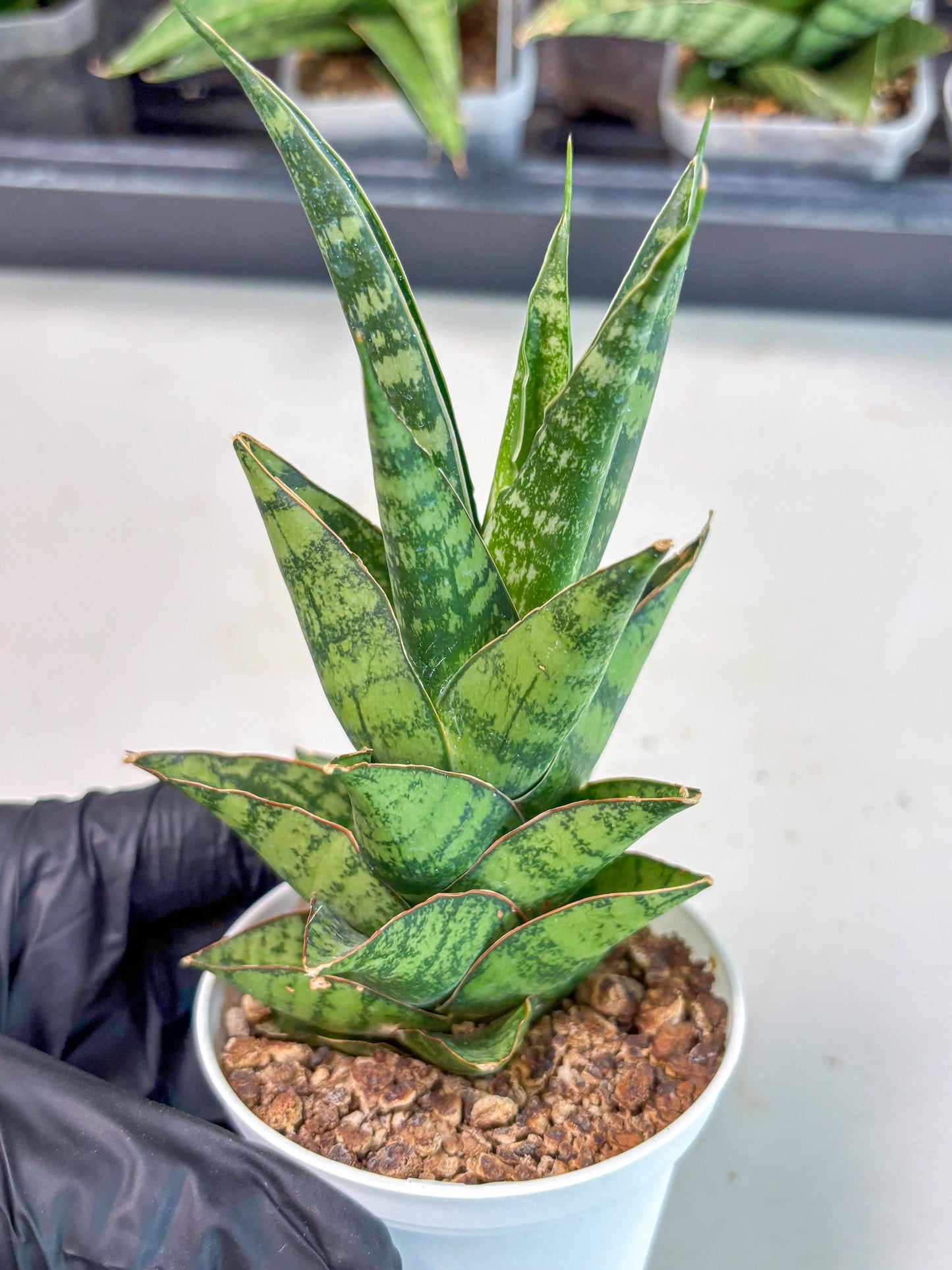 Sansevieria Personi x cordova x boncel (Ha3) (17) | Imported