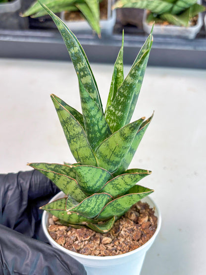 Sansevieria Personi x cordova x boncel (Ha3) (17) | Imported