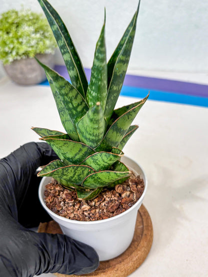 Sansevieria Personi x cordova x boncel (Ha3) (17) | Imported