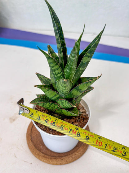 Sansevieria Personi x cordova x boncel (Ha3) (17) | Imported
