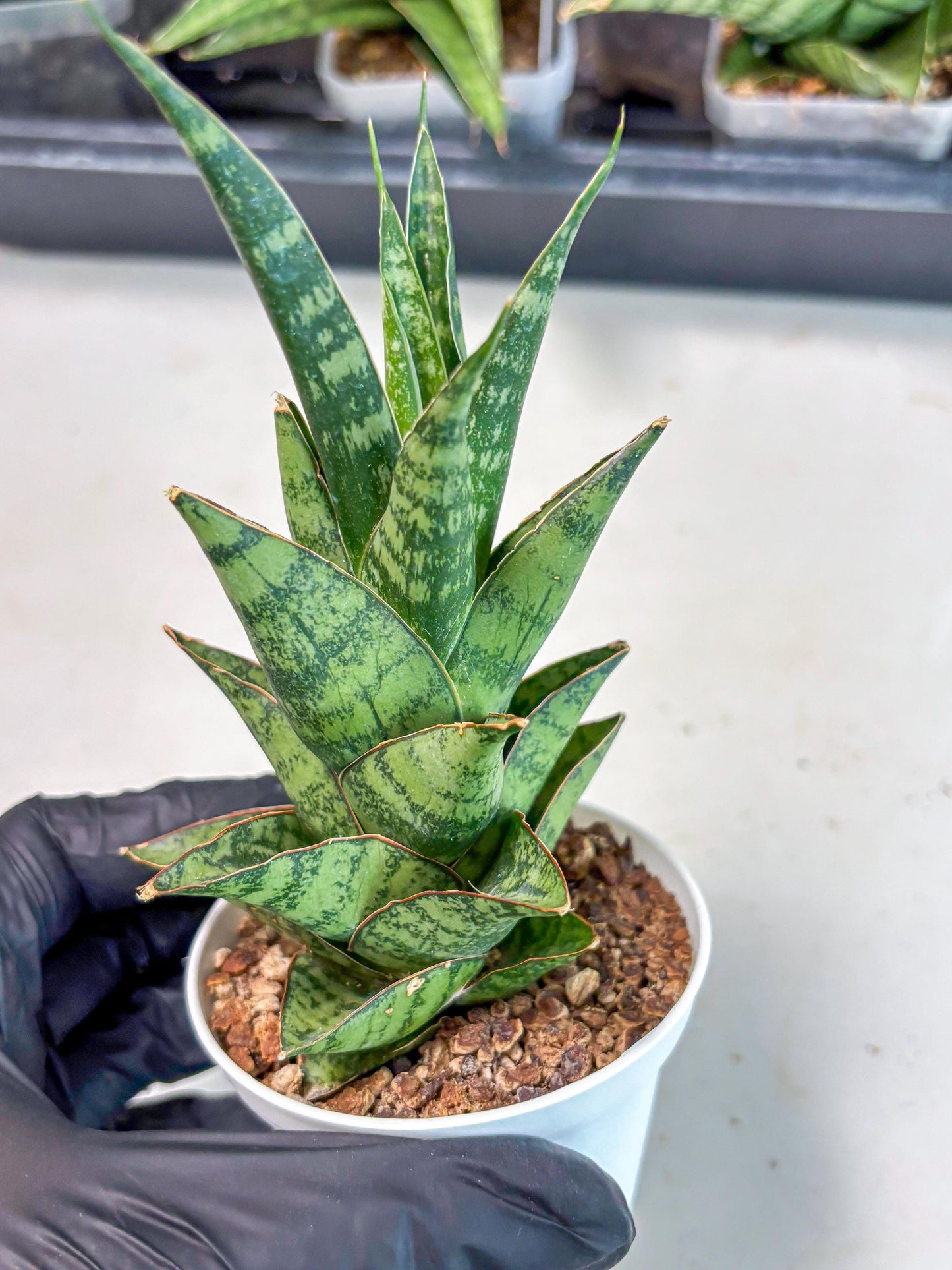 Sansevieria Personi x cordova x boncel (Ha3) (17) | Imported