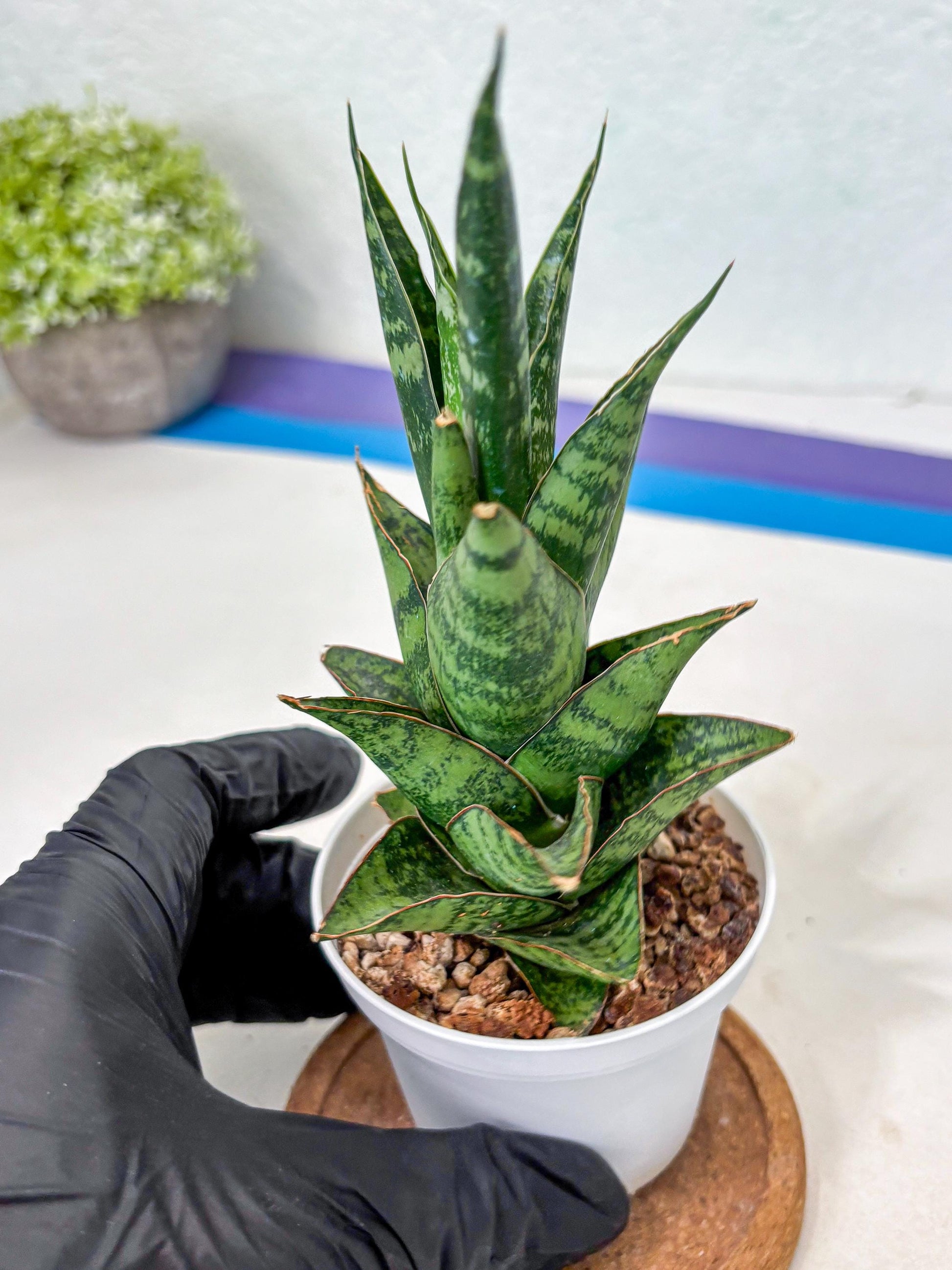 Sansevieria Personi x cordova x boncel (Ha3) (17) | Imported