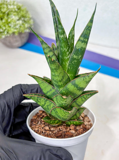 Sansevieria Personi x cordova x boncel (Ha3) (17) | Imported