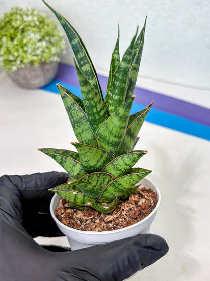 Sansevieria Personi x cordova x boncel (Ha3) (17) | Imported