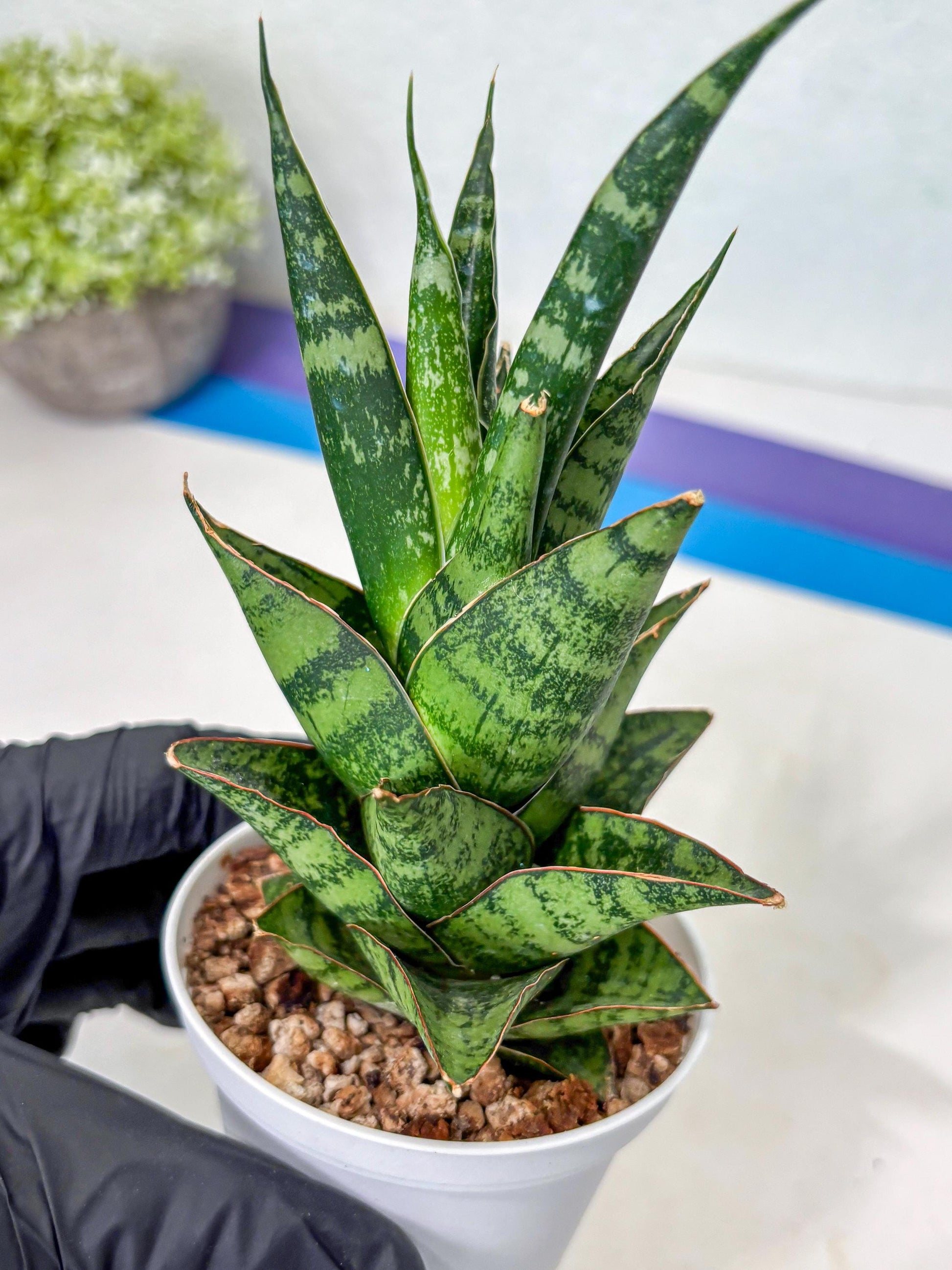 Sansevieria Personi x cordova x boncel (Ha3) (17) | Imported