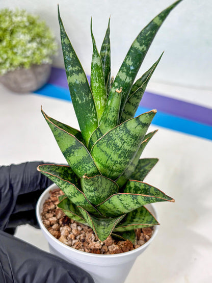 Sansevieria Personi x cordova x boncel (Ha3) (17) | Imported