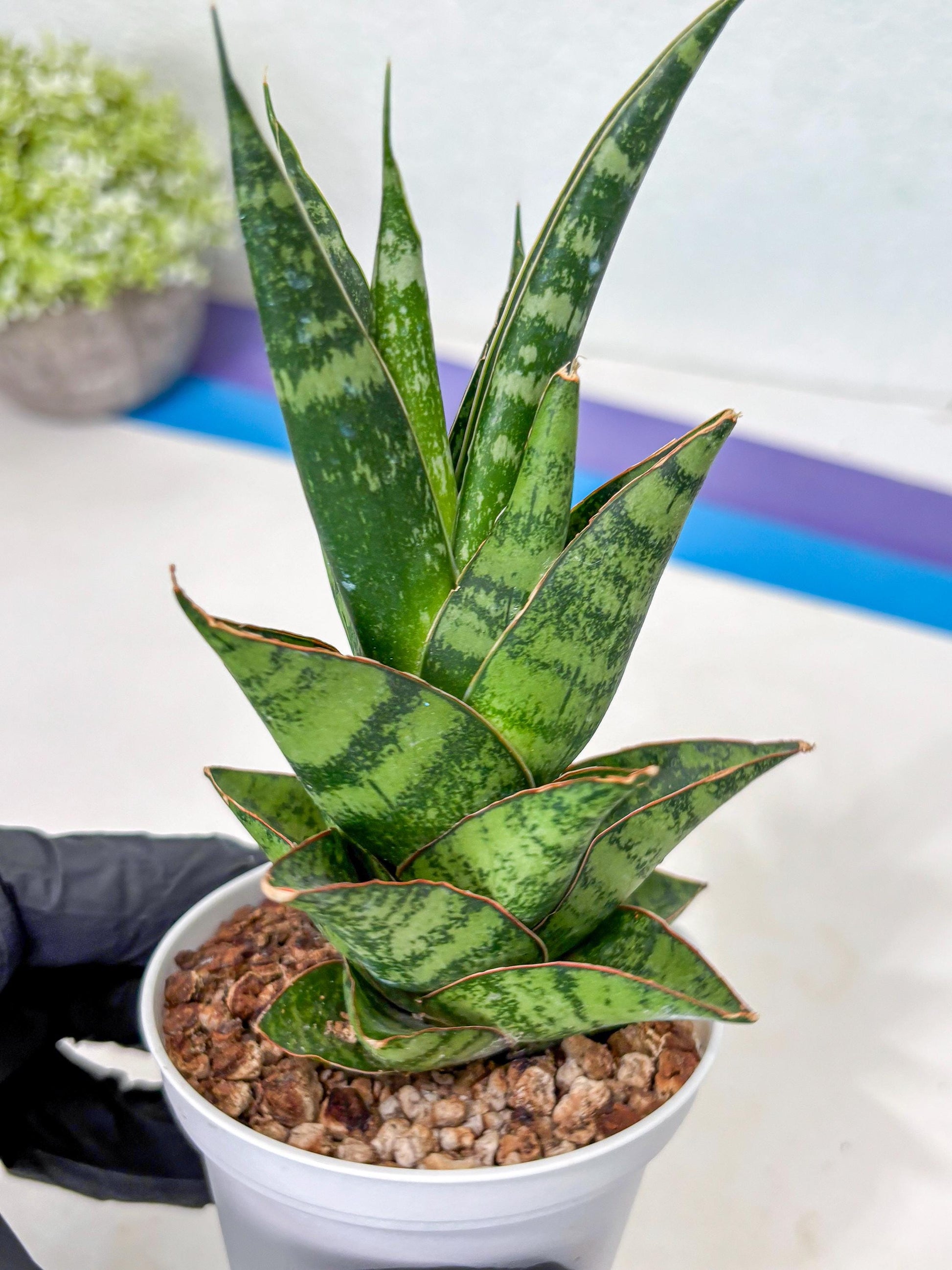 Sansevieria Personi x cordova x boncel (Ha3) (17) | Imported