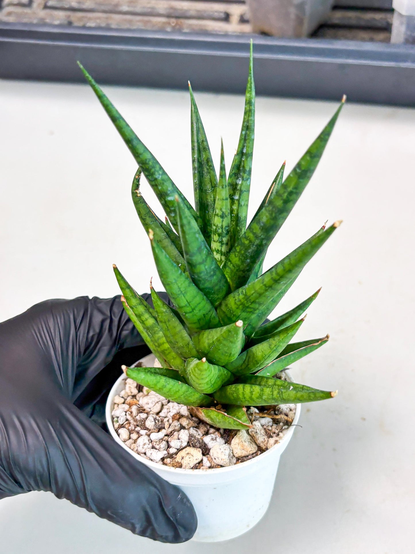 Sansevieria Tesya (Ha4) (3) | Imported