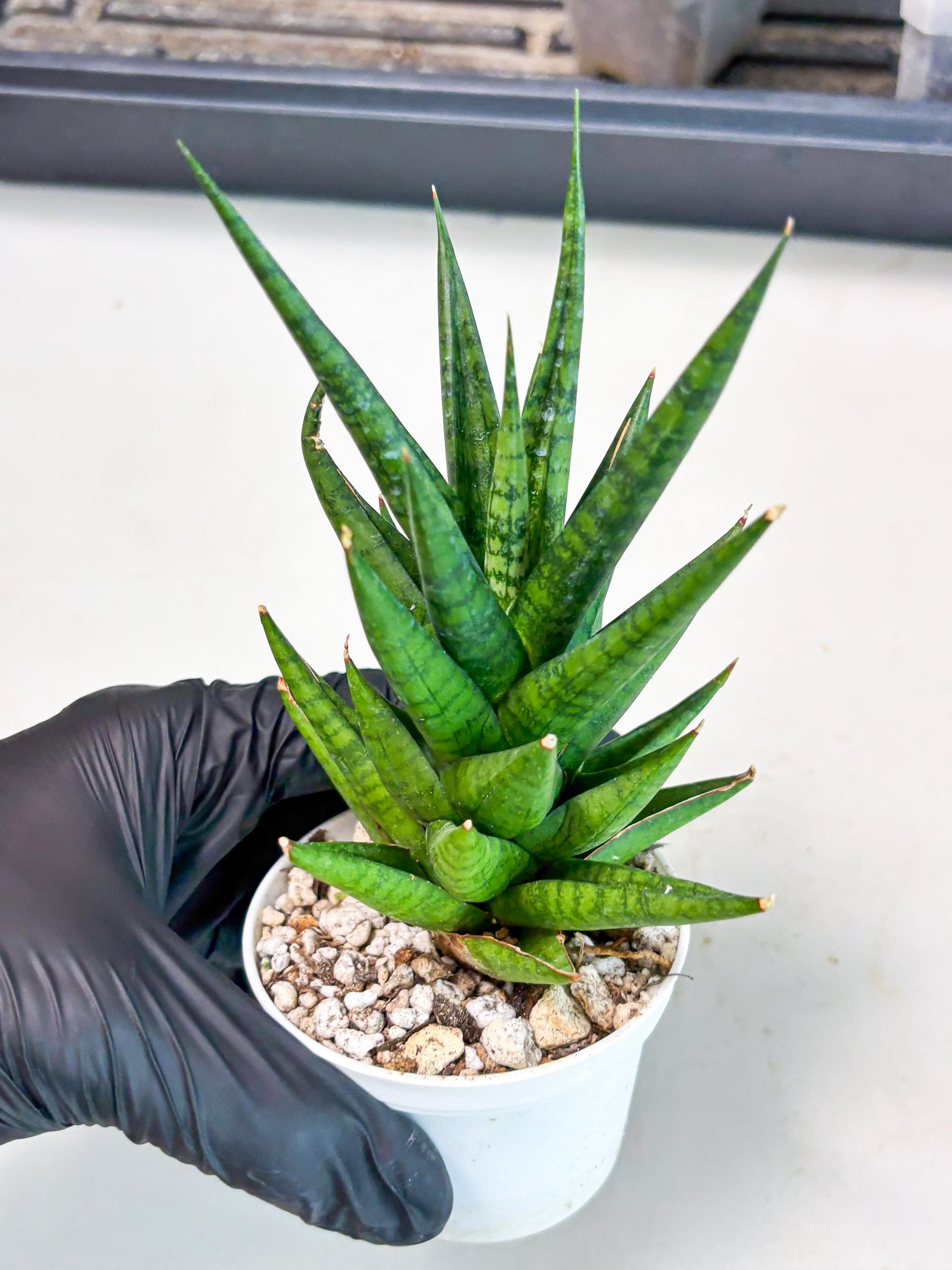 Sansevieria Tesya (Ha4) (3) | Imported