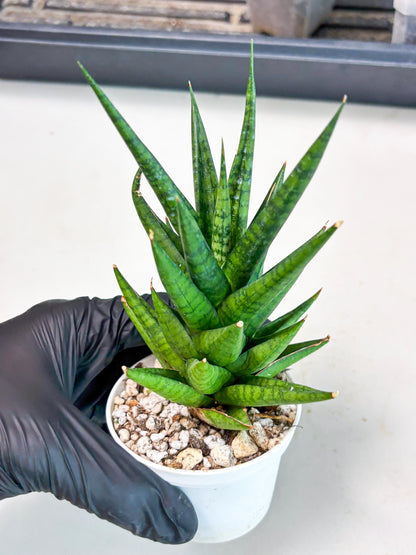 Sansevieria Tesya (Ha4) (3) | Imported