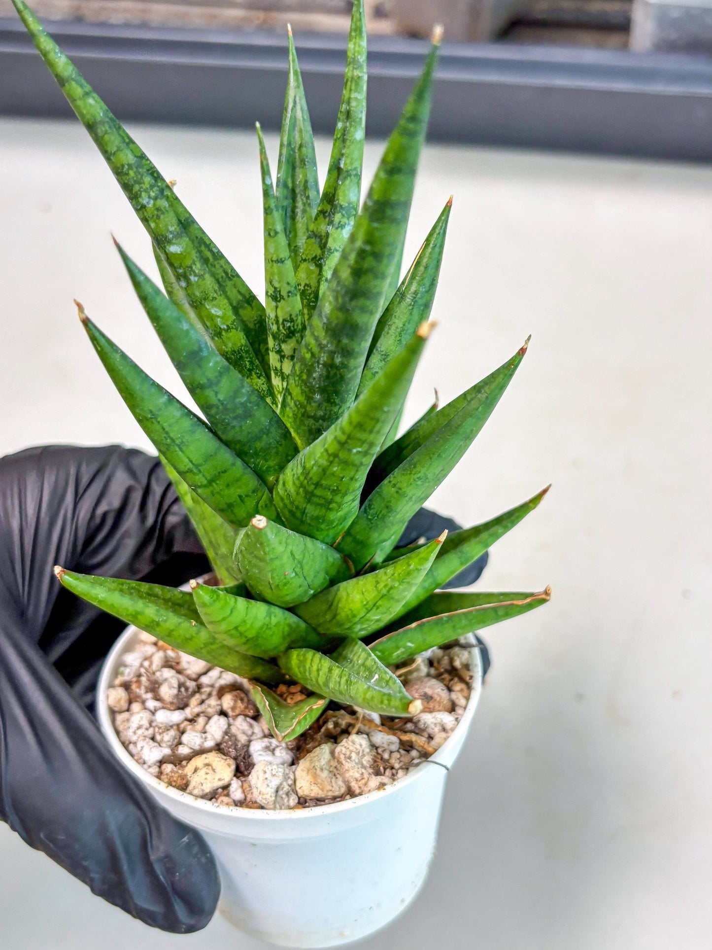 Sansevieria Tesya (Ha4) (3) | Imported