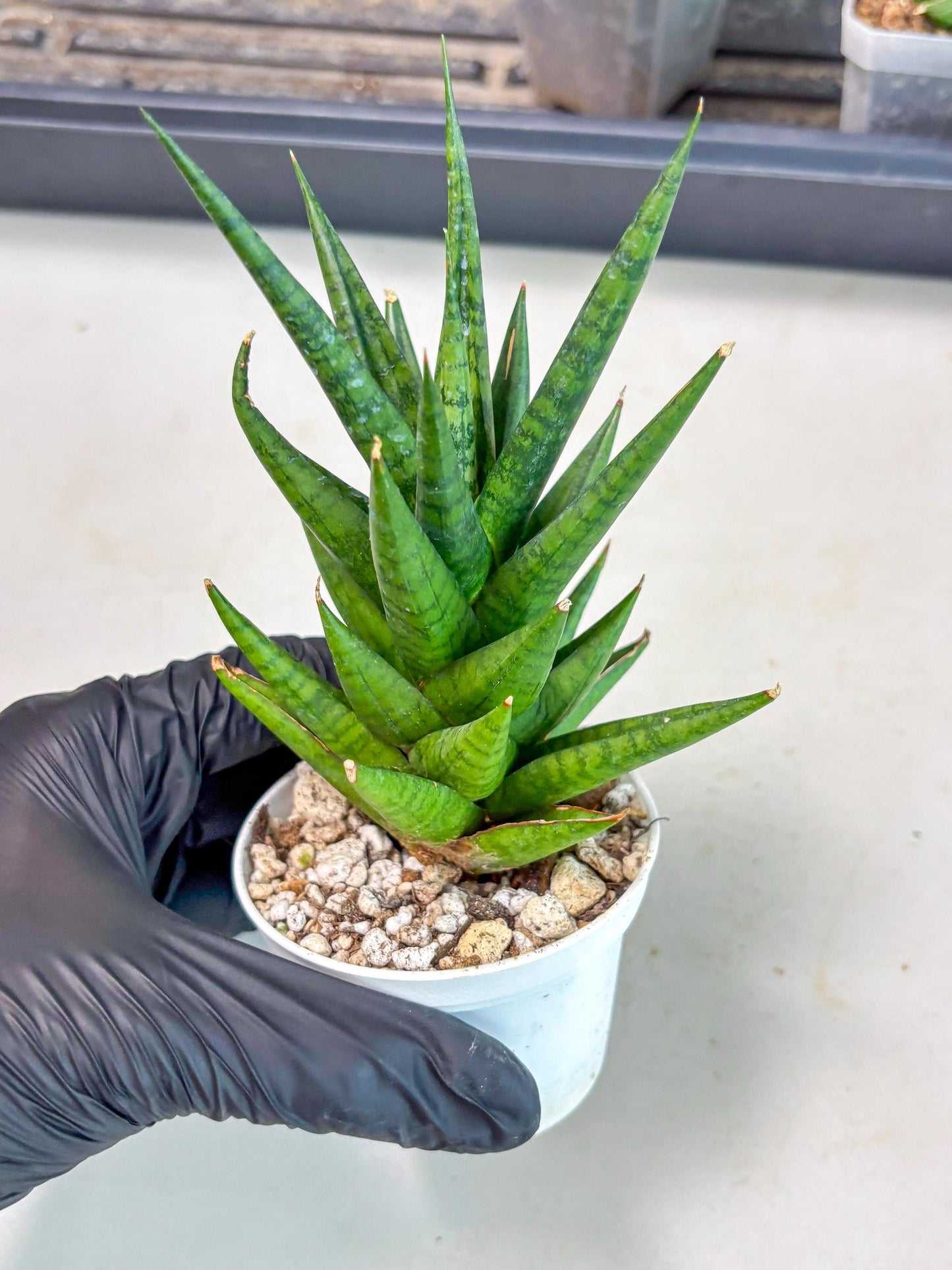 Sansevieria Tesya (Ha4) (3) | Imported