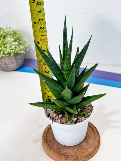 Sansevieria Tesya (Ha4) (3) | Imported