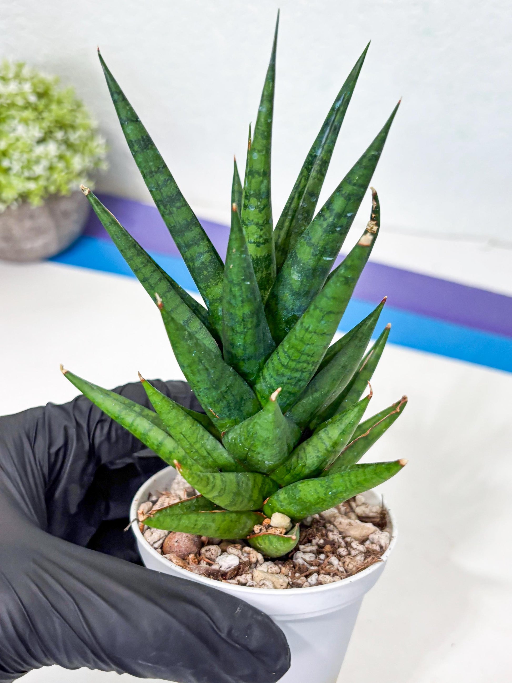 Sansevieria Tesya (Ha4) (3) | Imported