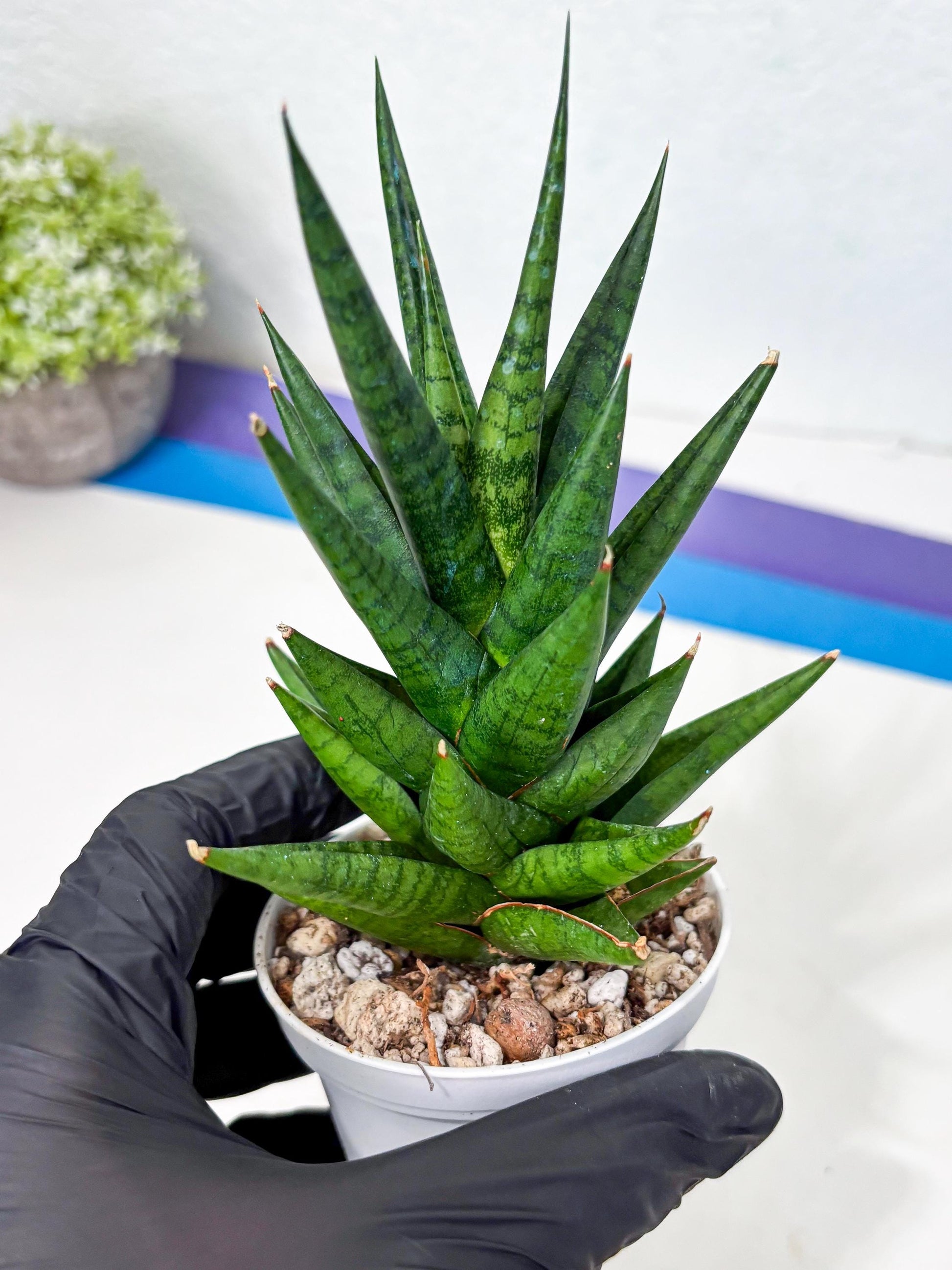 Sansevieria Tesya (Ha4) (3) | Imported