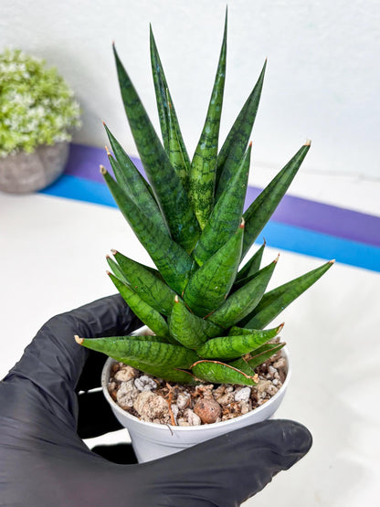 Sansevieria Tesya (Ha4) (3) | Imported