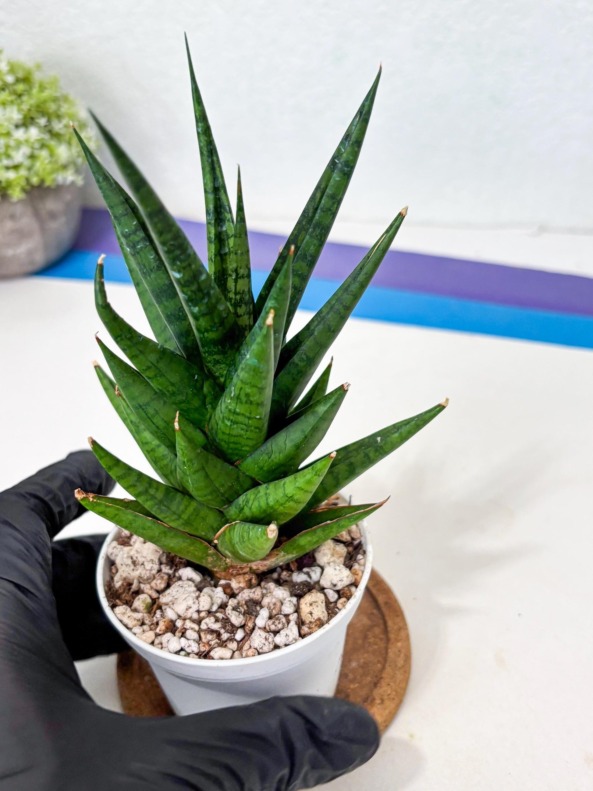 Sansevieria Tesya (Ha4) (3) | Imported