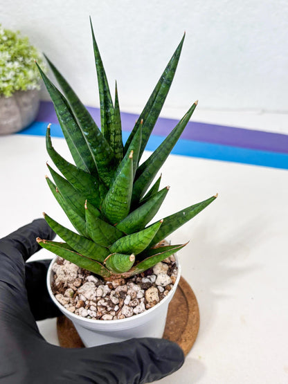 Sansevieria Tesya (Ha4) (3) | Imported