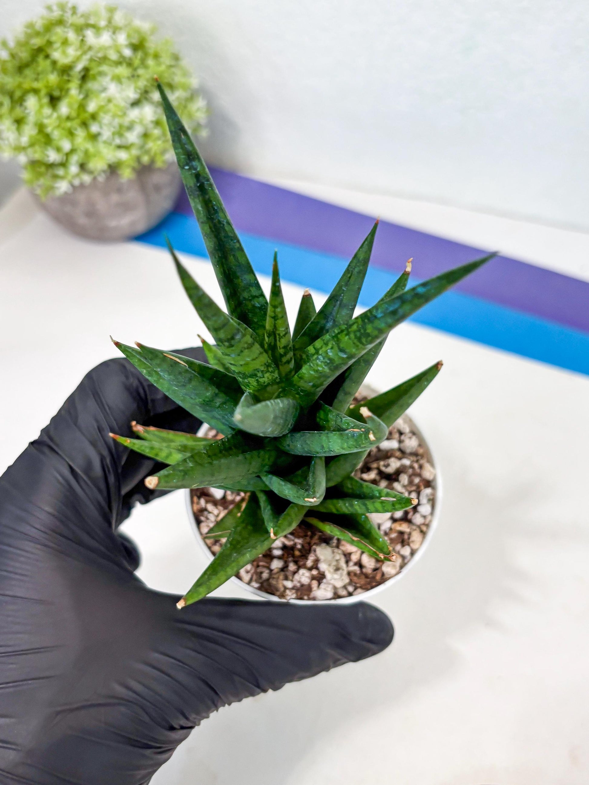 Sansevieria Tesya (Ha4) (3) | Imported
