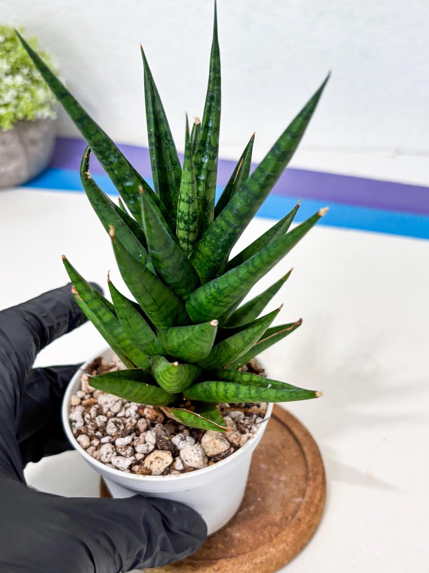 Sansevieria Tesya (Ha4) (3) | Imported