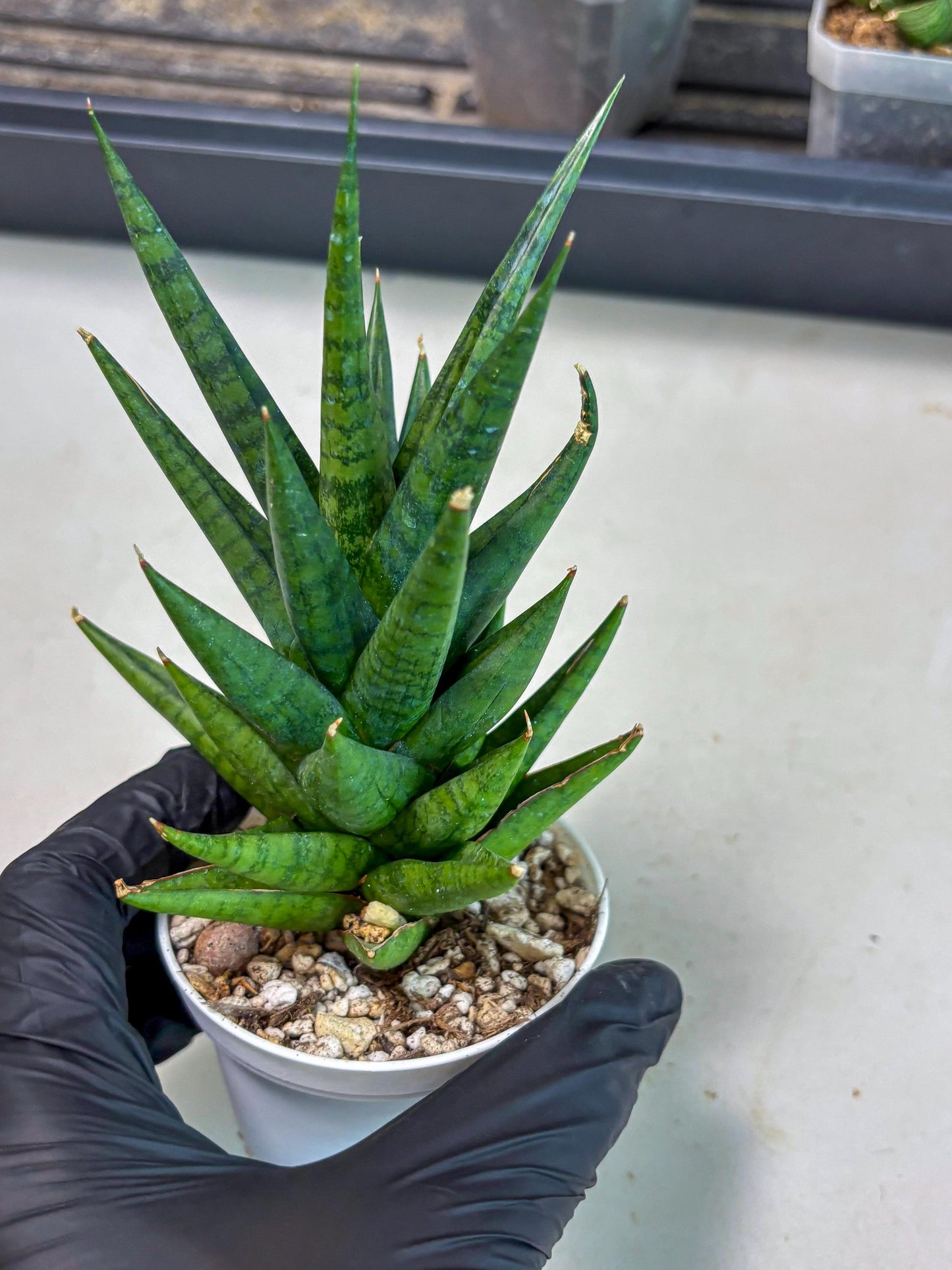 Sansevieria Tesya (Ha4) (3) | Imported