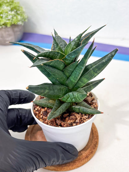 Sansevieria Blorong (Ha4) (9) | DMG for Propagation