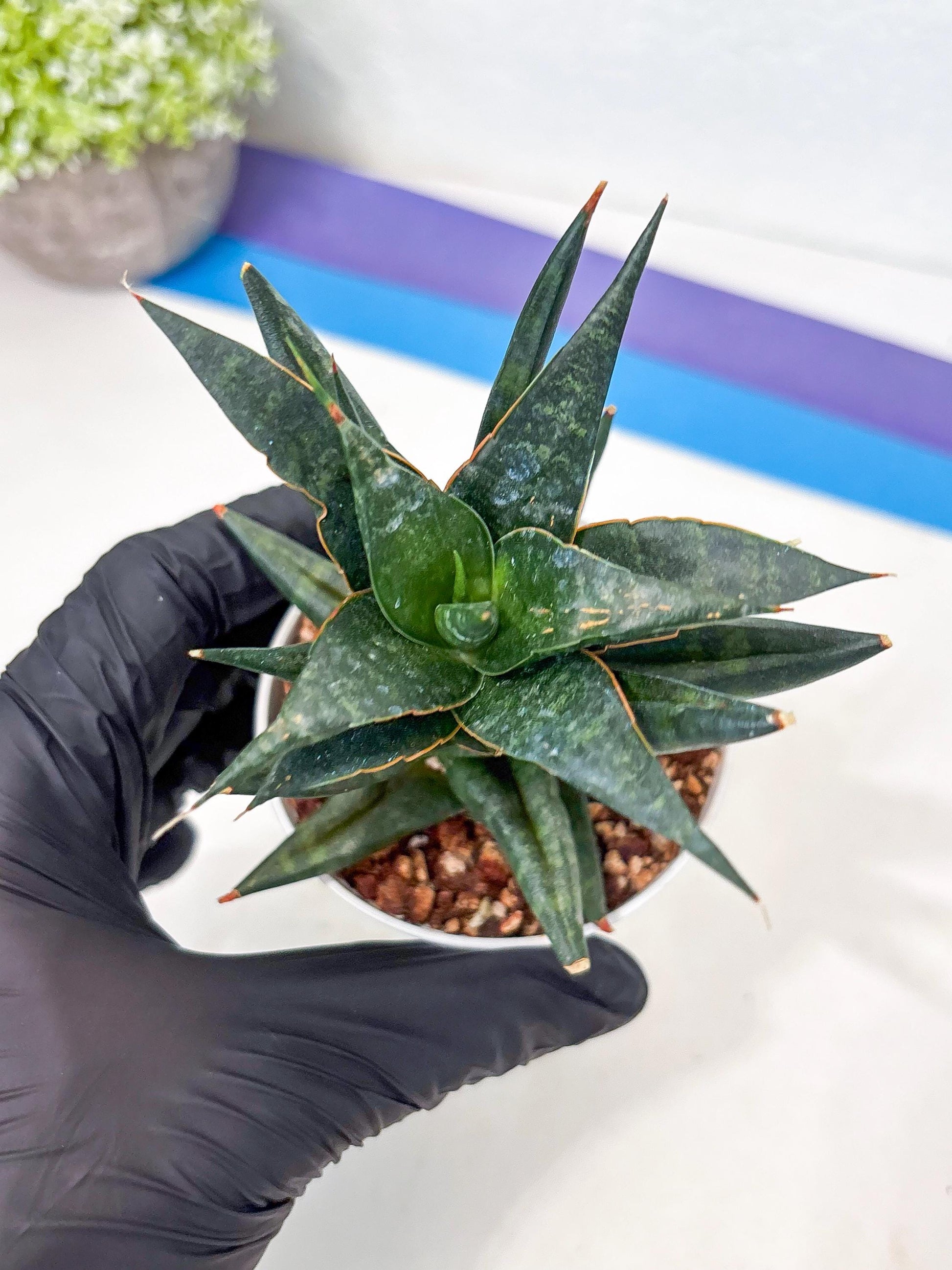 Sansevieria Blorong (Ha4) (9) | DMG for Propagation