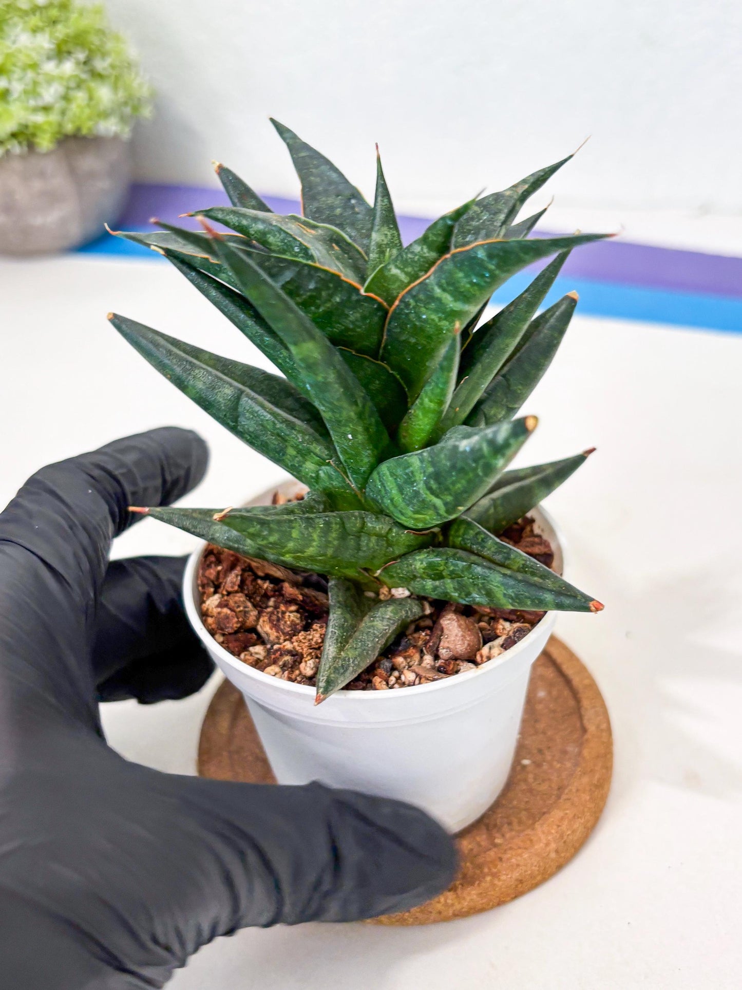 Sansevieria Blorong (Ha4) (9) | DMG for Propagation