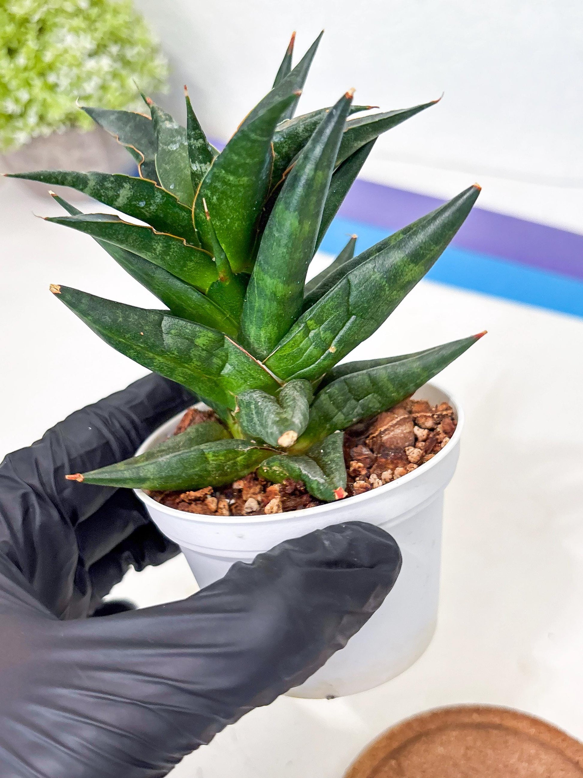 Sansevieria Blorong (Ha4) (9) | DMG for Propagation