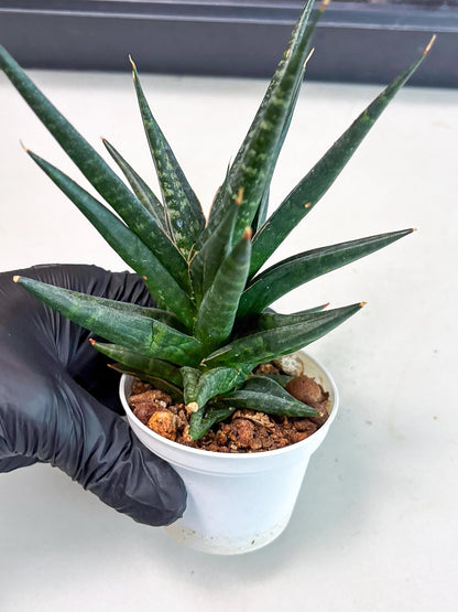 Sansevieria Blorong (Ha4) (11) | Import
