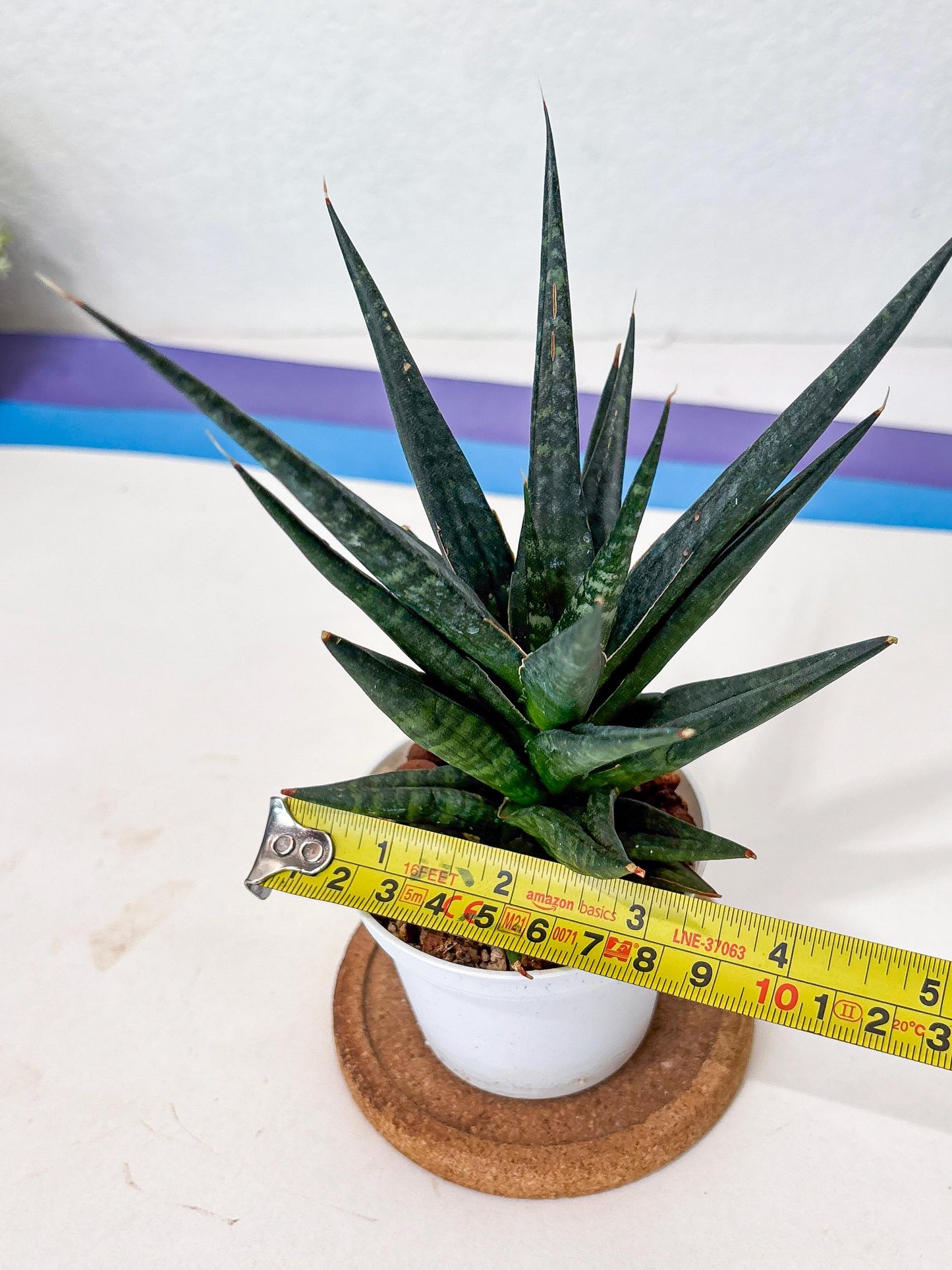Sansevieria Blorong (Ha4) (11) | Import