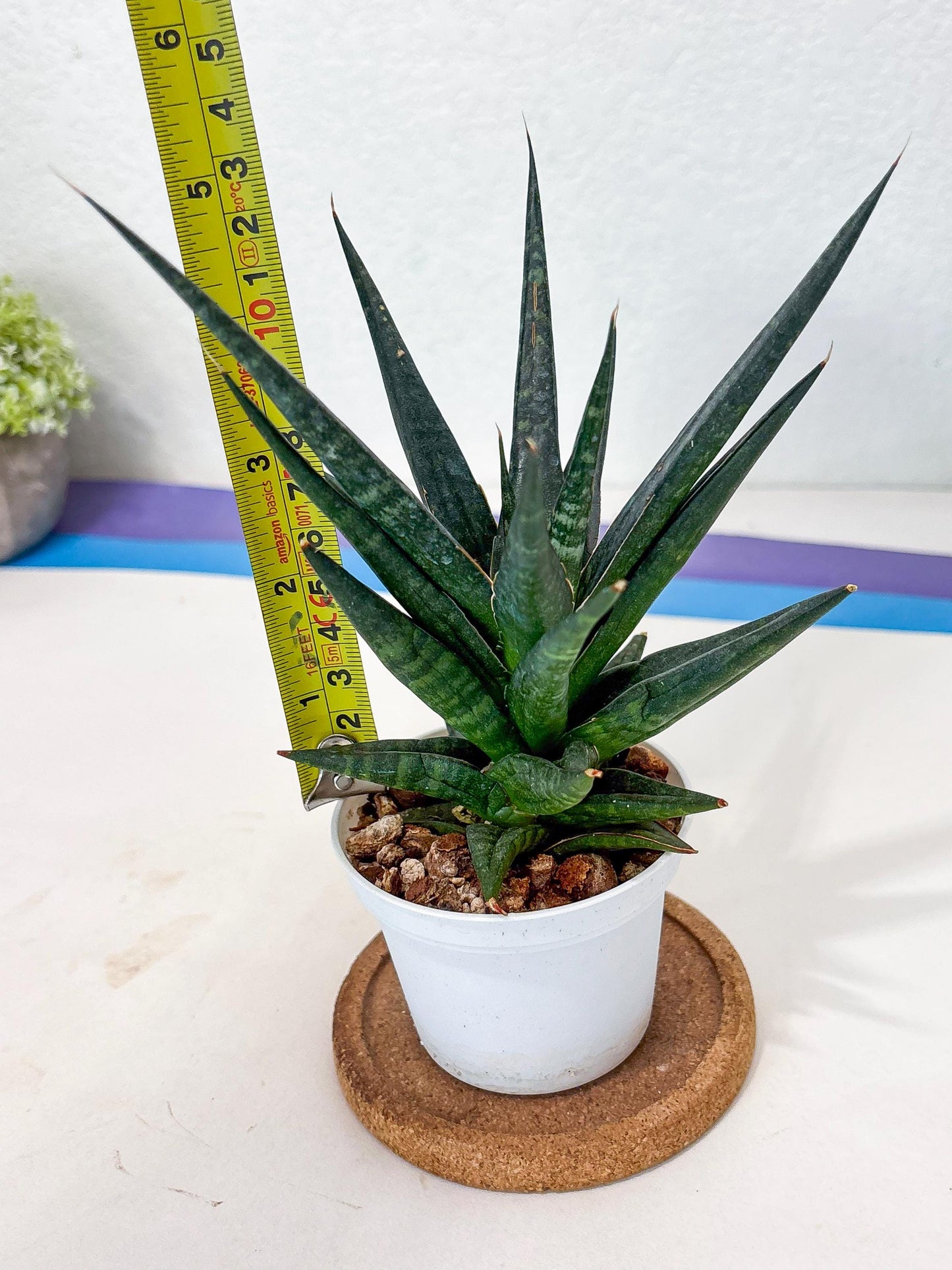 Sansevieria Blorong (Ha4) (11) | Import