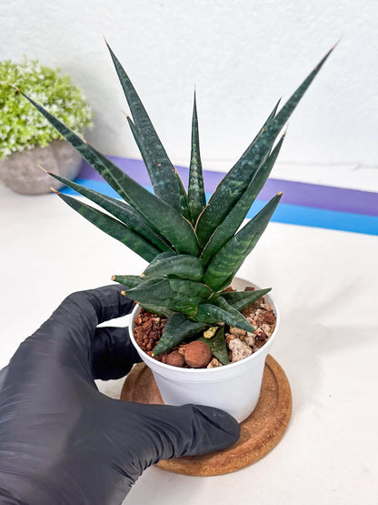 Sansevieria Blorong (Ha4) (11) | Import