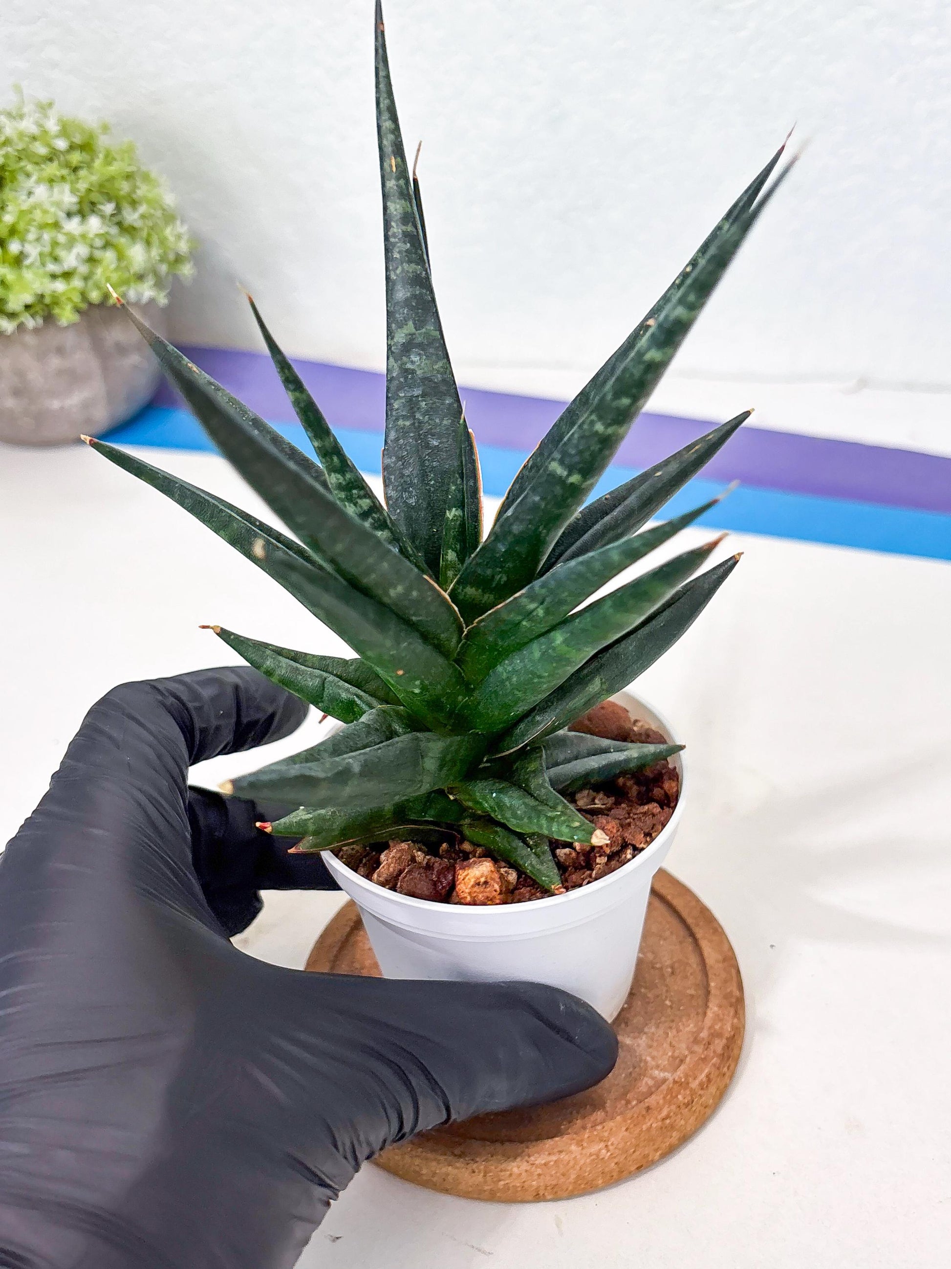 Sansevieria Blorong (Ha4) (11) | Import