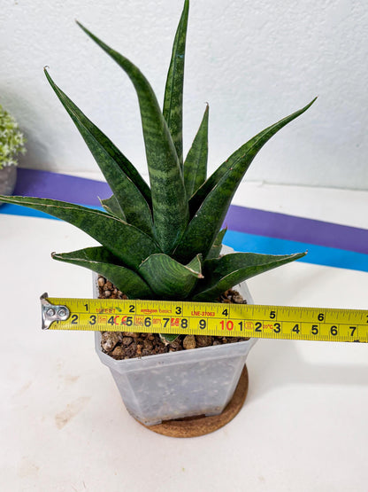 sansevieria jayaprana (Ha6) (17) | Import