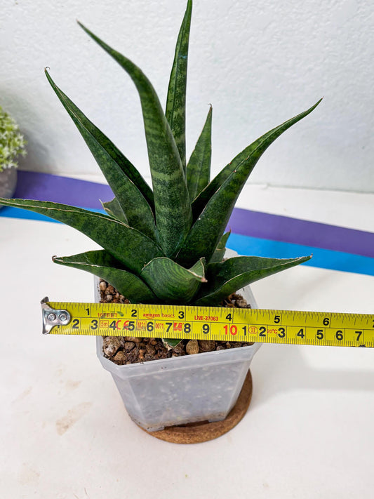 sansevieria jayaprana (Ha6) (17) | Import