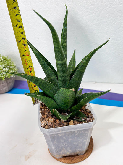 sansevieria jayaprana (Ha6) (17) | Import